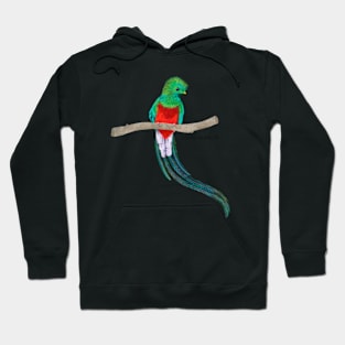 Quetzal Bird Hoodie